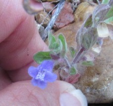 Scutellaria drummondii