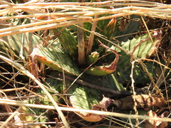 Aloe greatheadii davyana