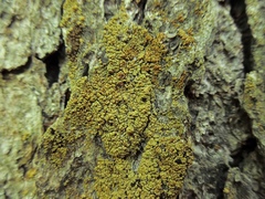 Image of Hypocenomyce friesii