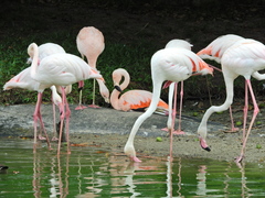 Phoenicopterus