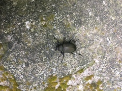 Plesiophthalmus formosanus