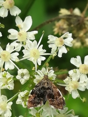 Anthophila fabriciana