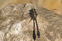 Gomphurus lineatifrons