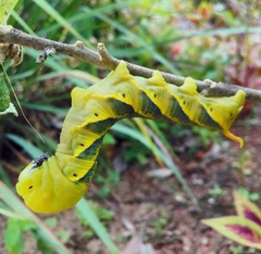 Acherontia