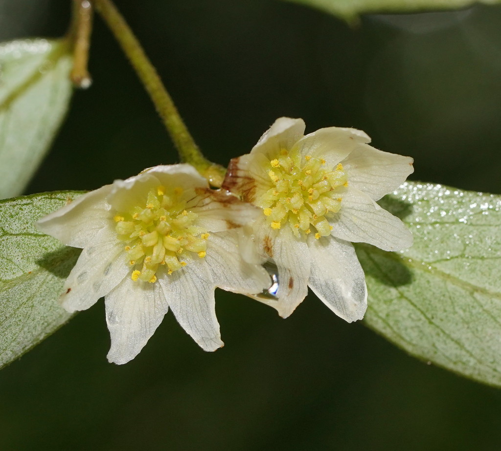 southern sassafras