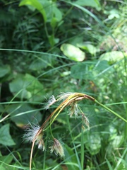 Eriophorum viridicarinatum