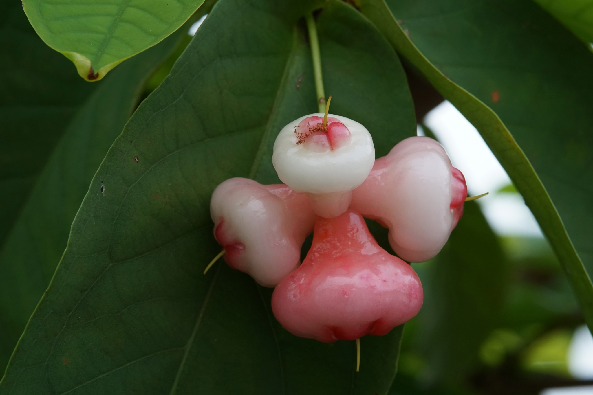 Foto de Syzygium aqueum (Burm.fil.) Alston