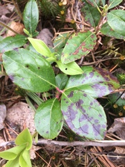Gaultheria procumbens image