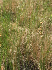 Cladium mariscoides