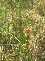 Cladium mariscoides
