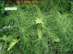 Equisetum arvense