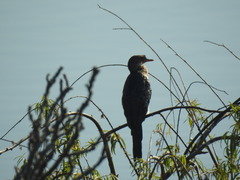 Microcarbo africanus africanus