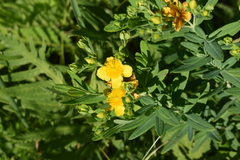 Hypericum swinkianum