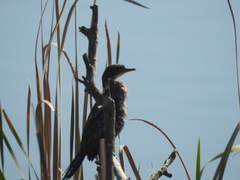 Microcarbo africanus africanus