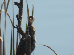 Microcarbo africanus africanus