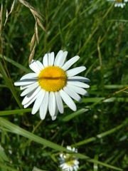 Leucanthemum vulgare