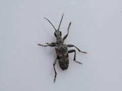 Rhagium mordax