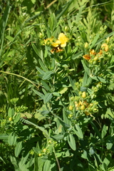 Hypericum swinkianum