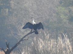 Phalacrocorax carbo lucidus