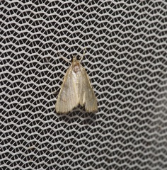 Glaphyria sesquistrialis