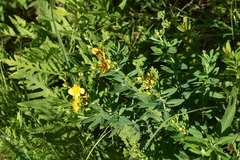 Hypericum swinkianum