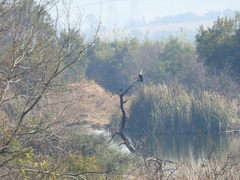 Phalacrocorax carbo lucidus