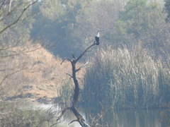 Phalacrocorax carbo lucidus