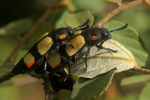 Meloid-mimic Jewel Beetle