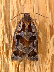 Archips oporana