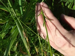 Leucanthemum vulgare