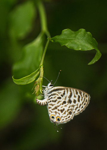 Common Zebra Blue Complex