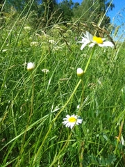 Leucanthemum vulgare