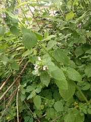 Ballota nigra