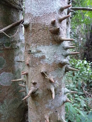 Albizia altissima
