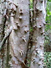 Albizia altissima