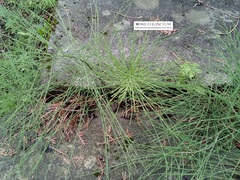 Equisetum arvense