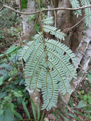 Albizia altissima