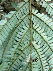 Albizia altissima