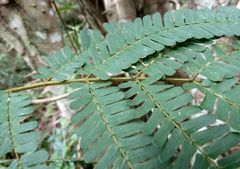 Albizia altissima