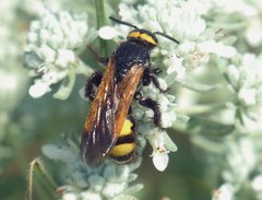Scolia fuciformis