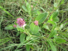 Gomphrena nealleyi