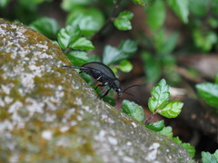 Plesiophthalmus formosanus