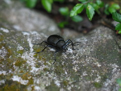 Plesiophthalmus formosanus