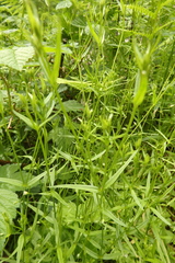 Stellaria calycantha