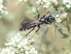 Cryptocheilus egregius