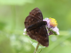 Aethilla echina coracina