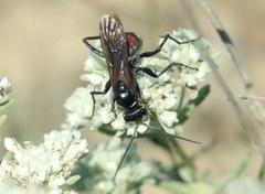 Cryptocheilus egregius