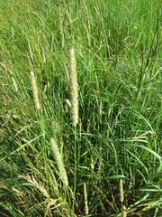 Phleum pratense