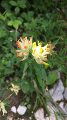 Anthyllis vulneraria