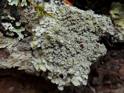 Pannaria subfusca